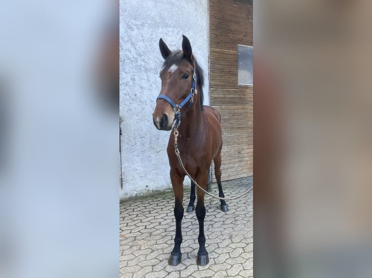 Bavarian Warmblood Mare 4 years 15,3 hh Brown in Grafenrheinfeld