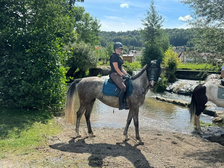 Bavarian Warmblood Mare 4 years 15,3 hh Gray in Weismain