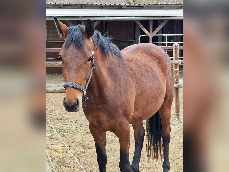 Bavarian Warmblood Mare 4 years 16,1 hh Brown in Oberschwaig