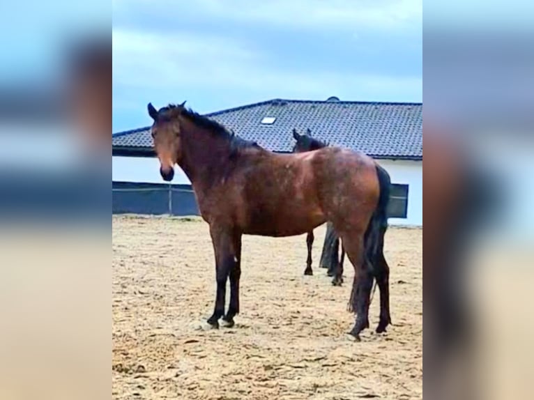 Bavarian Warmblood Mare 4 years 16,1 hh Brown in Oberschwaig