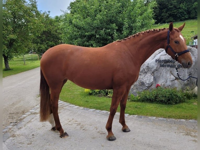 Bavarian Warmblood Mare 4 years 16,1 hh Chestnut in Erharting