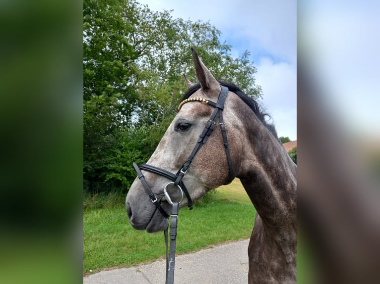 Bavarian Warmblood Mare 4 years 16,2 hh Gray-Red-Tan in Ampfing