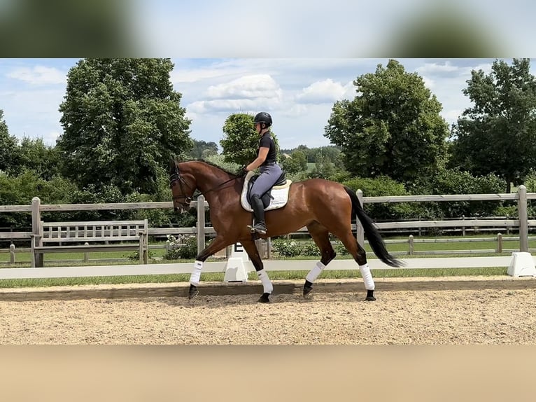 Bavarian Warmblood Mare 4 years 17 hh Brown in Rottenburg an der Laaber
