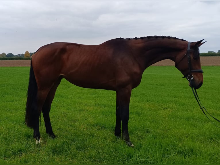 Bavarian Warmblood Mare 4 years 17,2 hh Brown in Unterneukirchen
