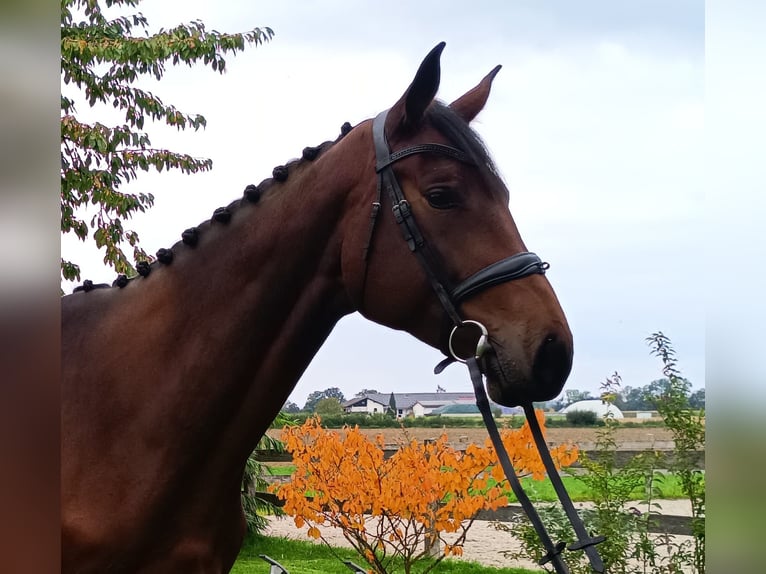 Bavarian Warmblood Mare 4 years 17,2 hh Brown in Unterneukirchen