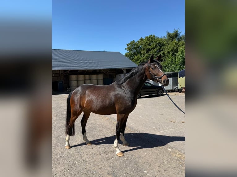 Bavarian Warmblood Mare 5 years 15.2 hh Brown in Neuwied