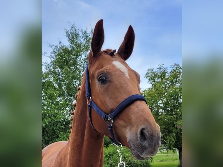 Bavarian Warmblood Mare 5 years 16,1 hh Chestnut in Erharting