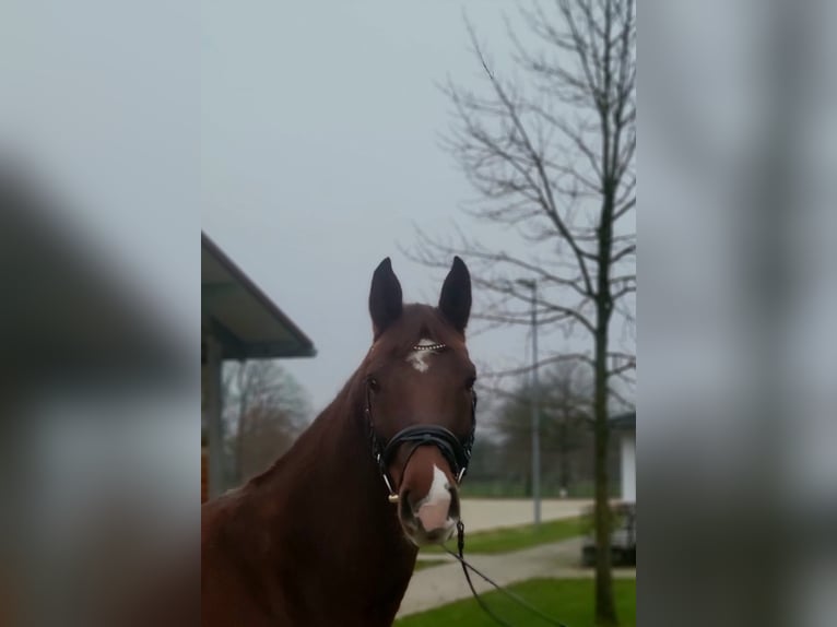 Bavarian Warmblood Mare 5 years 16,1 hh Chestnut in Vechta