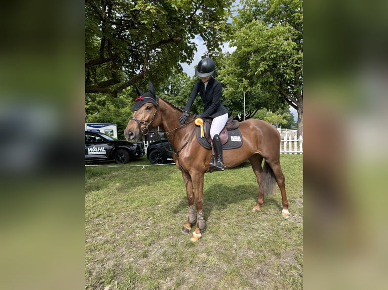 Bavarian Warmblood Mare 5 years 16.1 hh Chestnut in Hofheim am Taunus