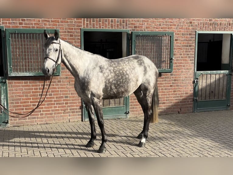 Bavarian Warmblood Mare 5 years 16,1 hh Gray in Nettetal