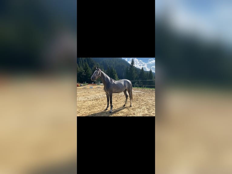 Bavarian Warmblood Mare 5 years 16 hh Gray in Riezlern