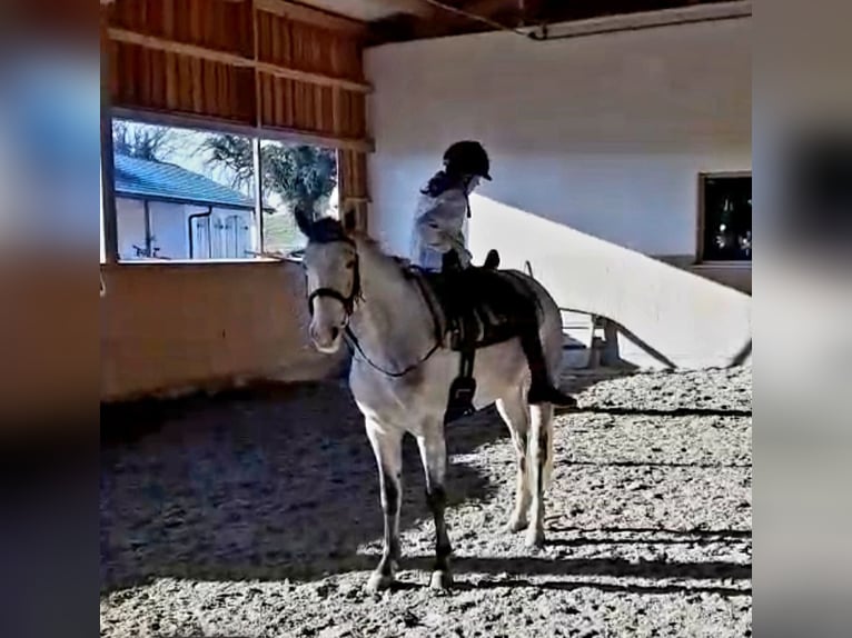 Bavarian Warmblood Mare 5 years 16 hh Grey in Tittmoning