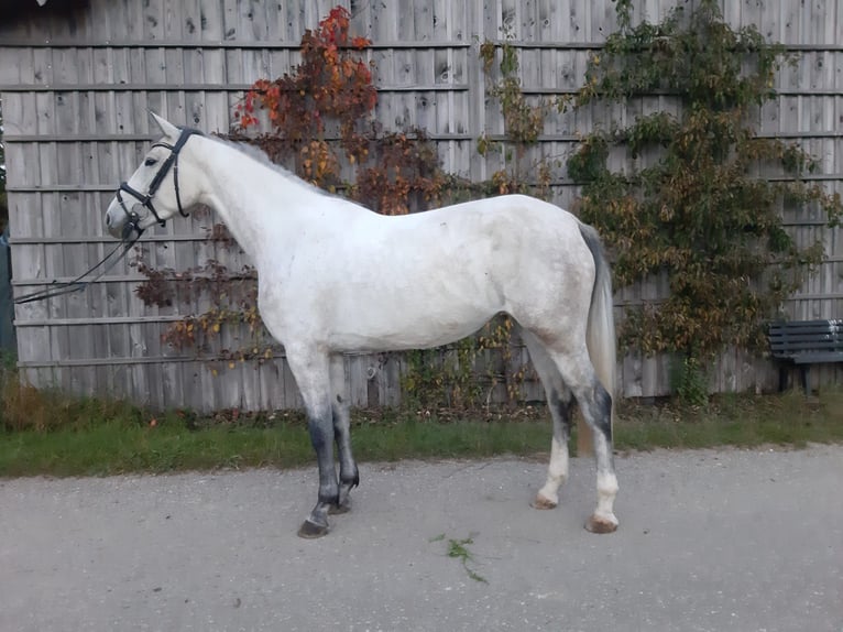 Bavarian Warmblood Mare 5 years 16 hh Grey in Tittmoning