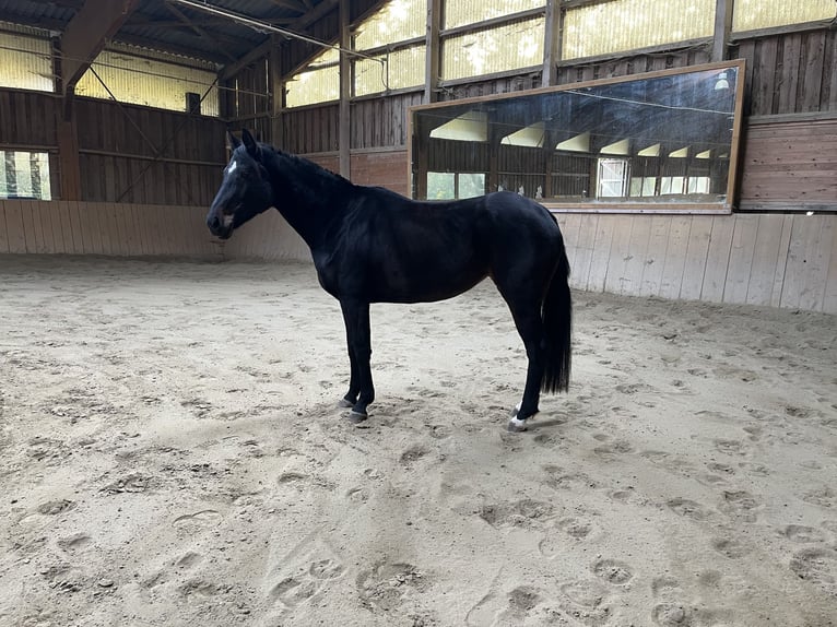Bavarian Warmblood Mare 5 years 16 hh Smoky-Black in Bayrischzell