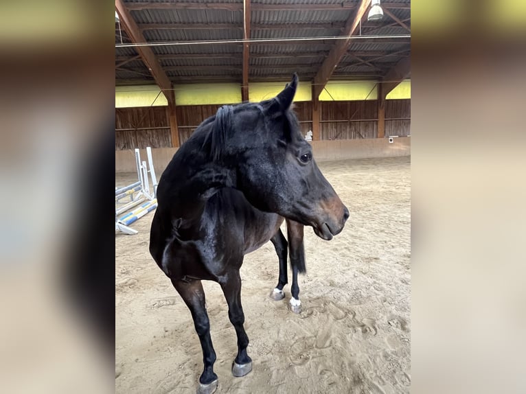 Bavarian Warmblood Mare 5 years 16 hh Smoky-Black in Bayrischzell