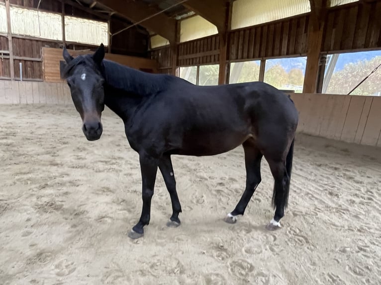 Bavarian Warmblood Mare 5 years 16 hh Smoky-Black in Bayrischzell