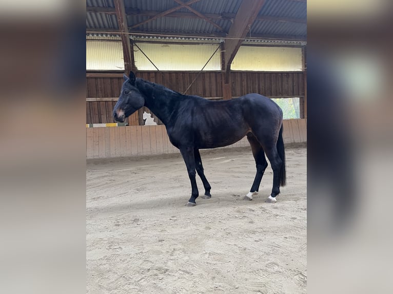 Bavarian Warmblood Mare 5 years 16 hh Smoky-Black in Bayrischzell