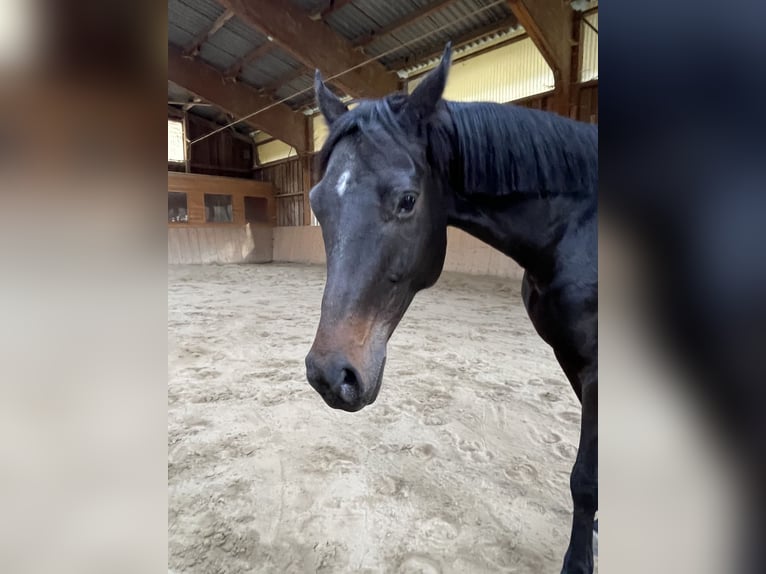 Bavarian Warmblood Mare 5 years 16 hh Smoky-Black in Bayrischzell