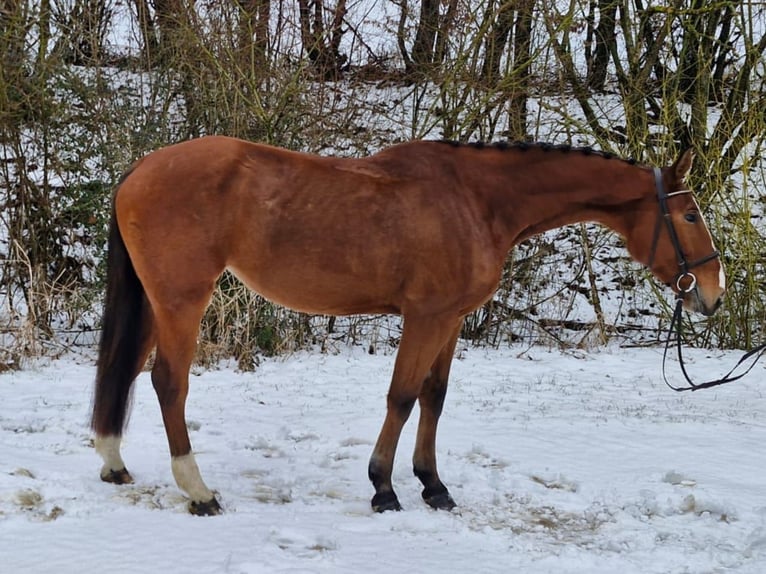 Bavarian Warmblood Mare 5 years 16,2 hh Brown in Geisenfeld