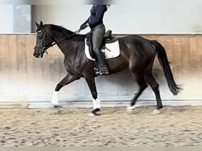 Bavarian Warmblood Mare 6 years 15,2 hh Brown in BayrischzellBayrischzell