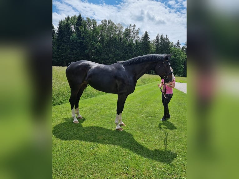 Bavarian Warmblood Mare 6 years 16 hh Black in Ampfing