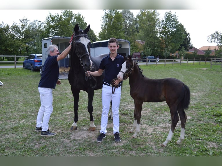 Bavarian Warmblood Mare 6 years 16 hh Black in Ampfing