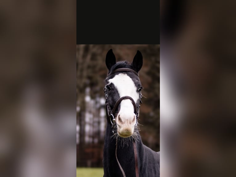 Bavarian Warmblood Mare 6 years 16 hh Black in Ampfing