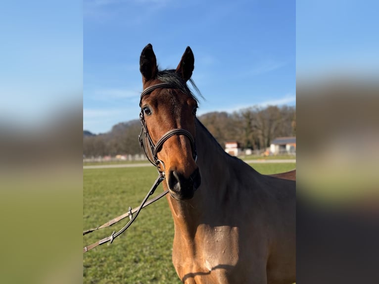 Bavarian Warmblood Mare 6 years 16 hh Brown in Marktl