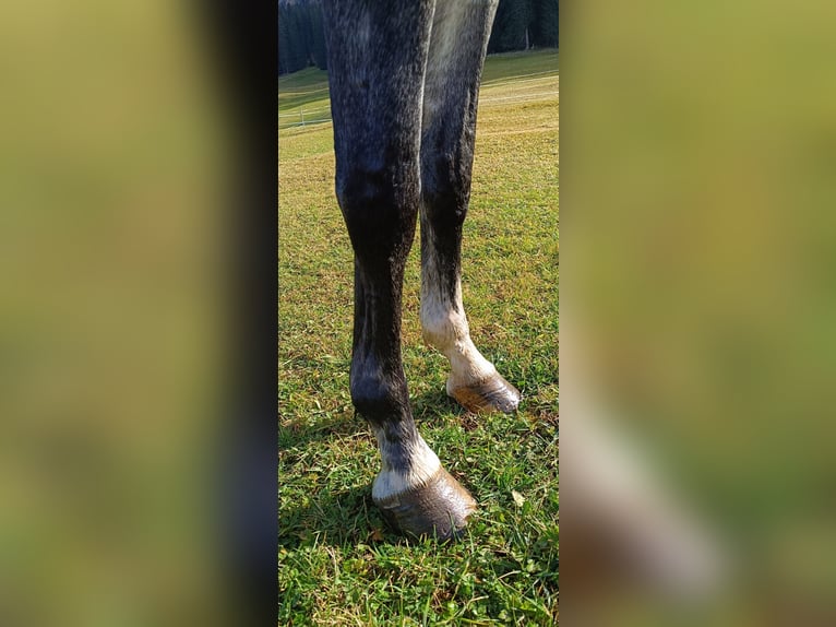 Bavarian Warmblood Mare 6 years 16 hh Gray in Bocholt