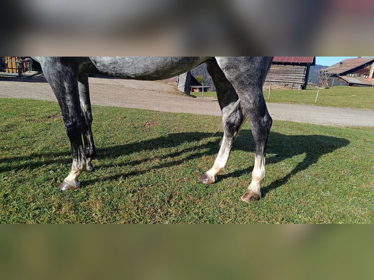 Bavarian Warmblood Mare 6 years 16 hh Gray in Bocholt