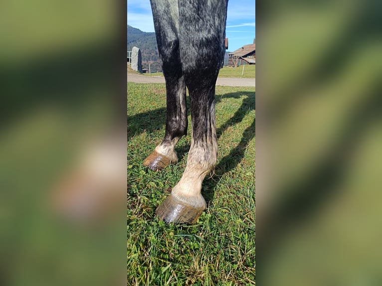 Bavarian Warmblood Mare 6 years 16 hh Gray in Bocholt