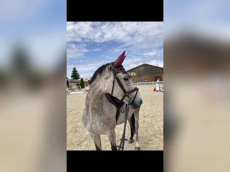 Bavarian Warmblood Mare 6 years 16 hh Gray in Deisenhausen