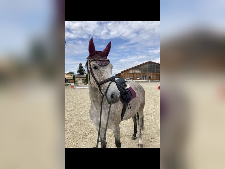 Bavarian Warmblood Mare 6 years 16 hh Gray in Deisenhausen