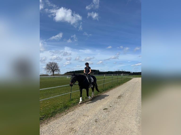 Bavarian Warmblood Mare 6 years 17 hh Bay-Dark in Buchloe