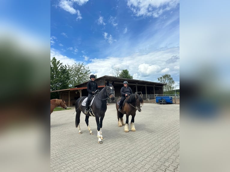 Bavarian Warmblood Mare 6 years 17 hh Bay-Dark in Buchloe