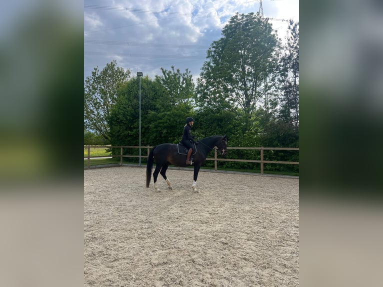 Bavarian Warmblood Mare 6 years 17 hh Bay-Dark in Buchloe