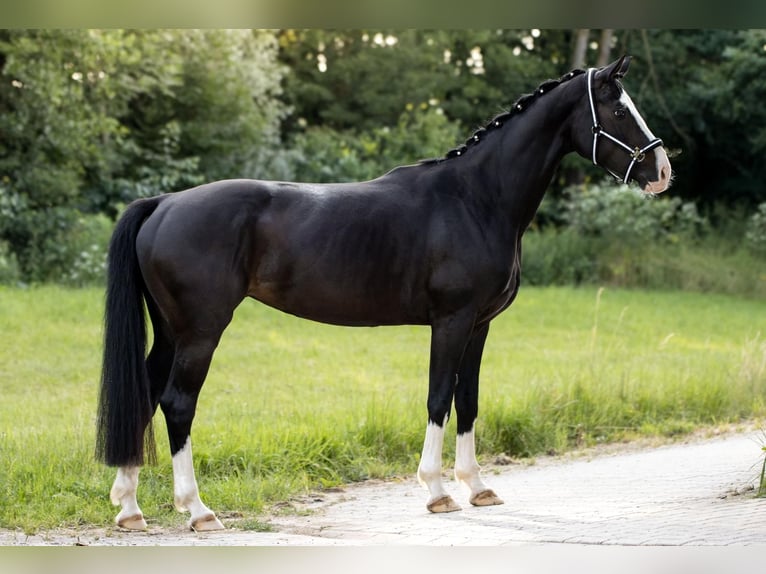Bavarian Warmblood Mare 7 years 15,3 hh Black in Straubing