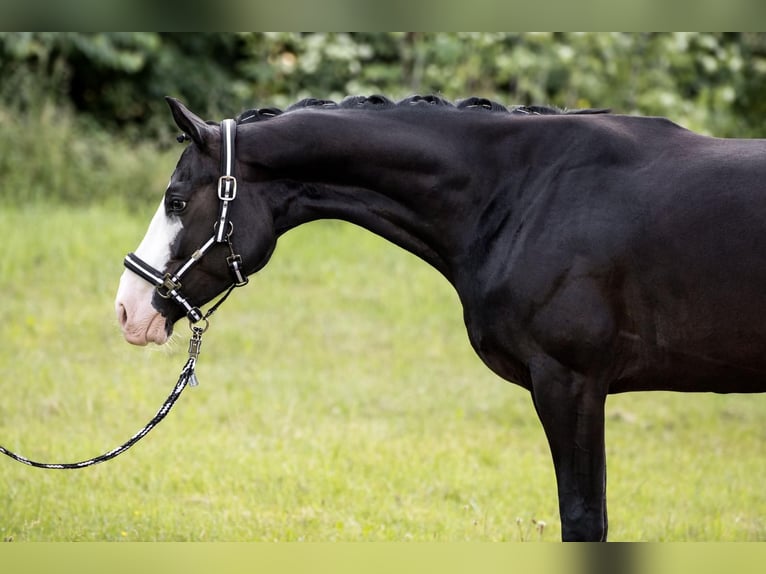 Bavarian Warmblood Mare 7 years 15,3 hh Black in Straubing