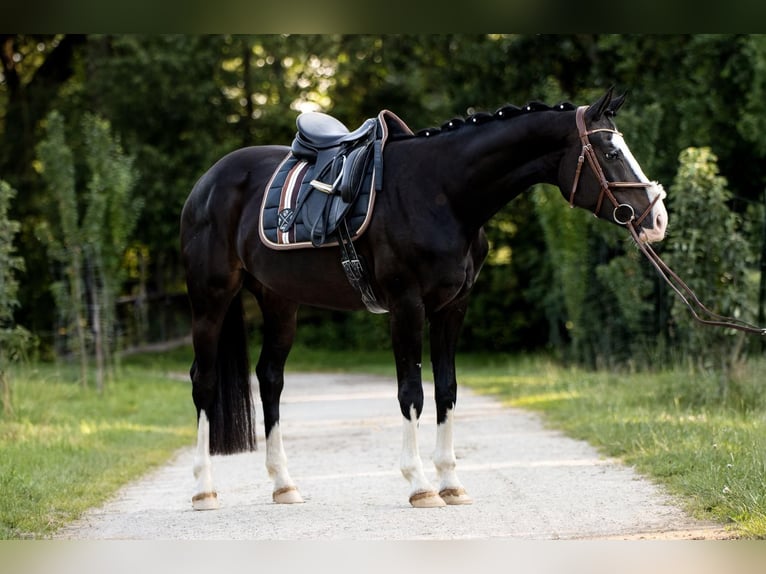 Bavarian Warmblood Mare 7 years 15,3 hh Black in Straubing