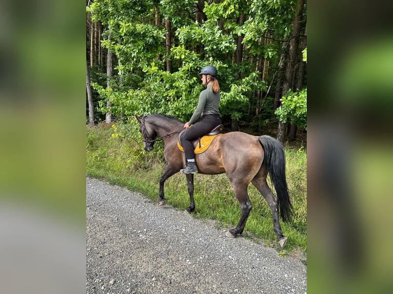 Bavarian Warmblood Mix Mare 7 years 16 hh Bay-Dark in Schönbrunn