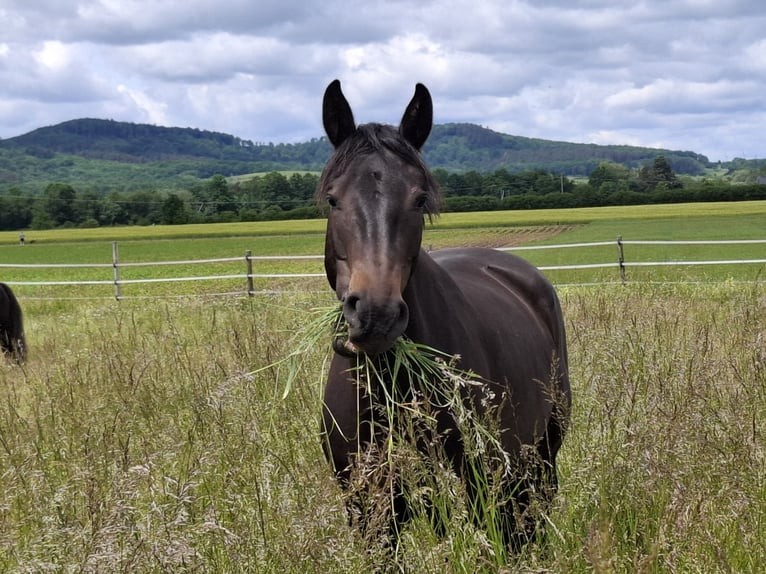 Bavarian Warmblood Mix Mare 7 years 16 hh Bay-Dark in Schönbrunn