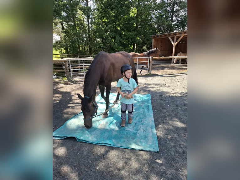 Bavarian Warmblood Mix Mare 7 years 16 hh  in Schönbrunn