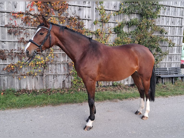 Bavarian Warmblood Mare 7 years 16,1 hh Brown in Tittmoning