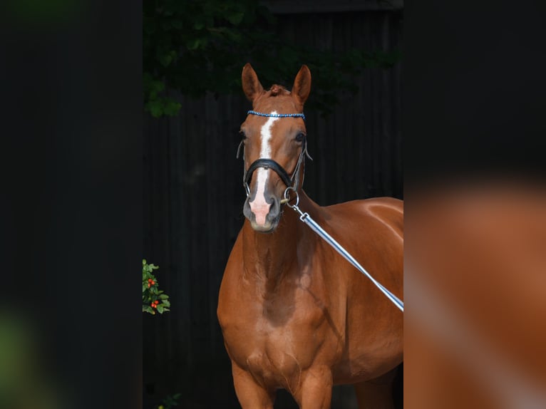 Bavarian Warmblood Mare 7 years 17,3 hh Chestnut-Red in Kissing