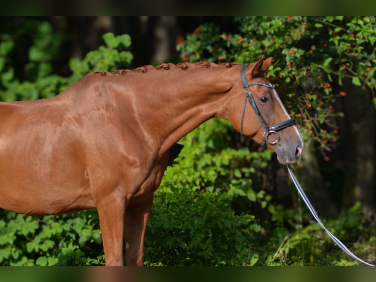 Bavarian Warmblood Mare 7 years 17,3 hh Chestnut-Red in Kissing