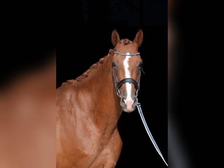 Bavarian Warmblood Mare 7 years 17,3 hh Chestnut-Red in Kissing