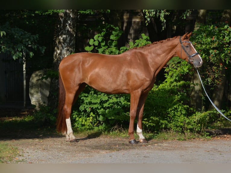 Bavarian Warmblood Mare 7 years 17,3 hh Chestnut-Red in Kissing