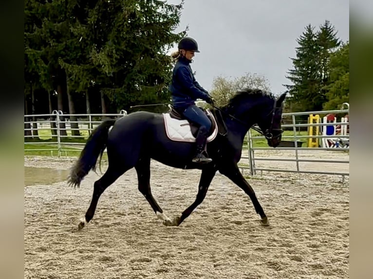 Bavarian Warmblood Mare 8 years 15,2 hh Black in Ellgau