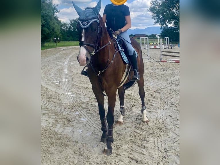 Bavarian Warmblood Mare 8 years 16,1 hh Brown in Neubeuern