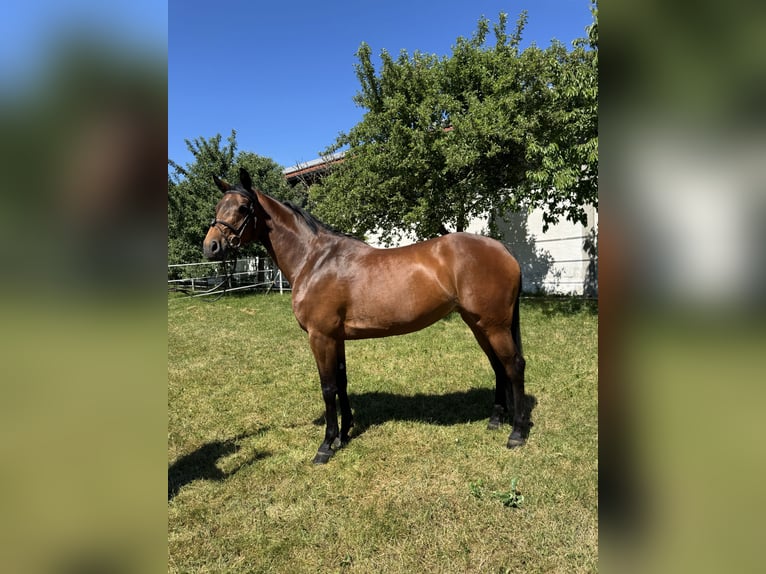 Bavarian Warmblood Mare 8 years 16 hh Brown in HaimingMarktl